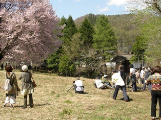 0505tennnousakura.jpg