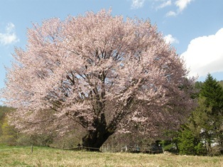 0505tennnousakura3.jpg