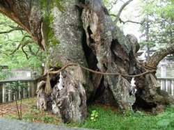 樹齢2600年